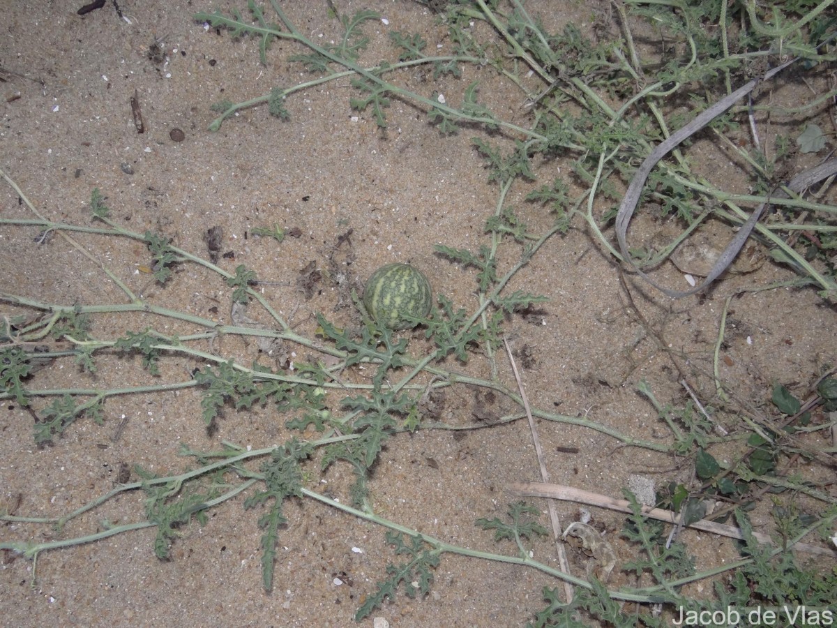 Citrullus colocynthis (L.) Schrad.